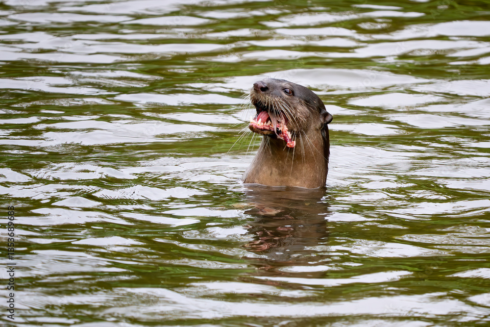 Obraz premium Smooth-coated Otter - Lutra perspicillata, fresh water otter from South and Southeast Asian lakes and marshes, Singapore.