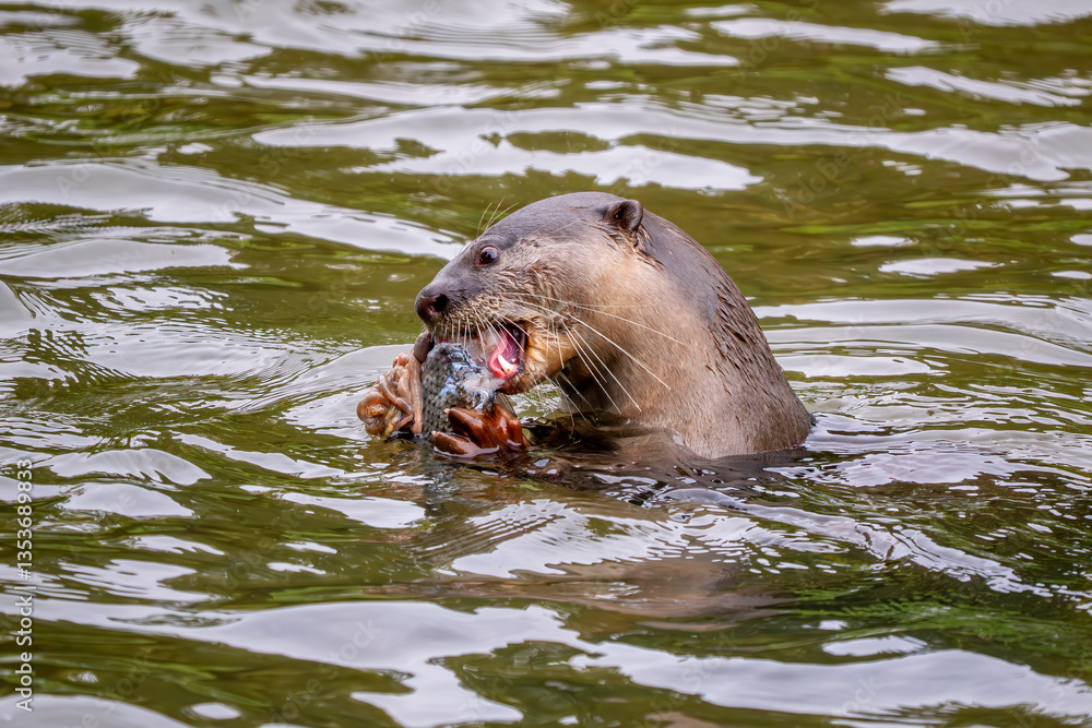 Fototapeta premium Smooth-coated Otter - Lutra perspicillata, fresh water otter from South and Southeast Asian lakes and marshes, Singapore.