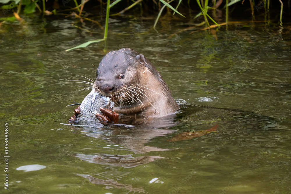 Obraz premium Smooth-coated Otter - Lutra perspicillata, fresh water otter from South and Southeast Asian lakes and marshes, Singapore.