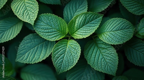 Lush Green Leaves Nature Background Texture photo