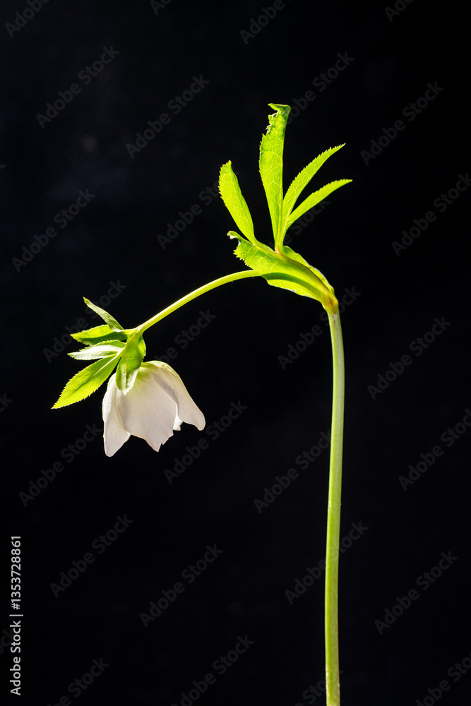 White Christmas rose (Helleborus niger) in Japan in March
