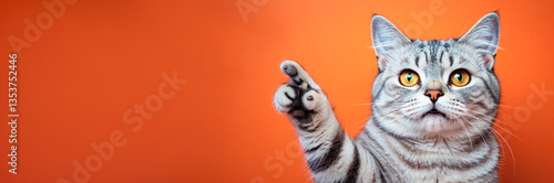 Portrait of beautiful happy cat pointing finger to the side on isolated orange banner background.