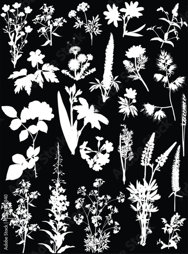 wild plants and flowers collection isolated on black