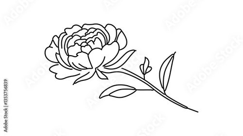  Peony flower Continuous line draw Full length single line animation