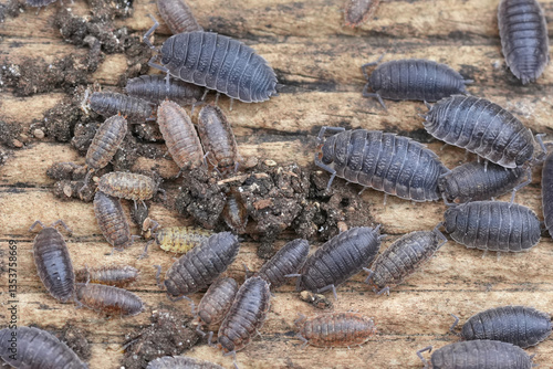 Obraz na plátne Closeup on an aggregation of rough woodlouse, Porcellio scaber on the underside