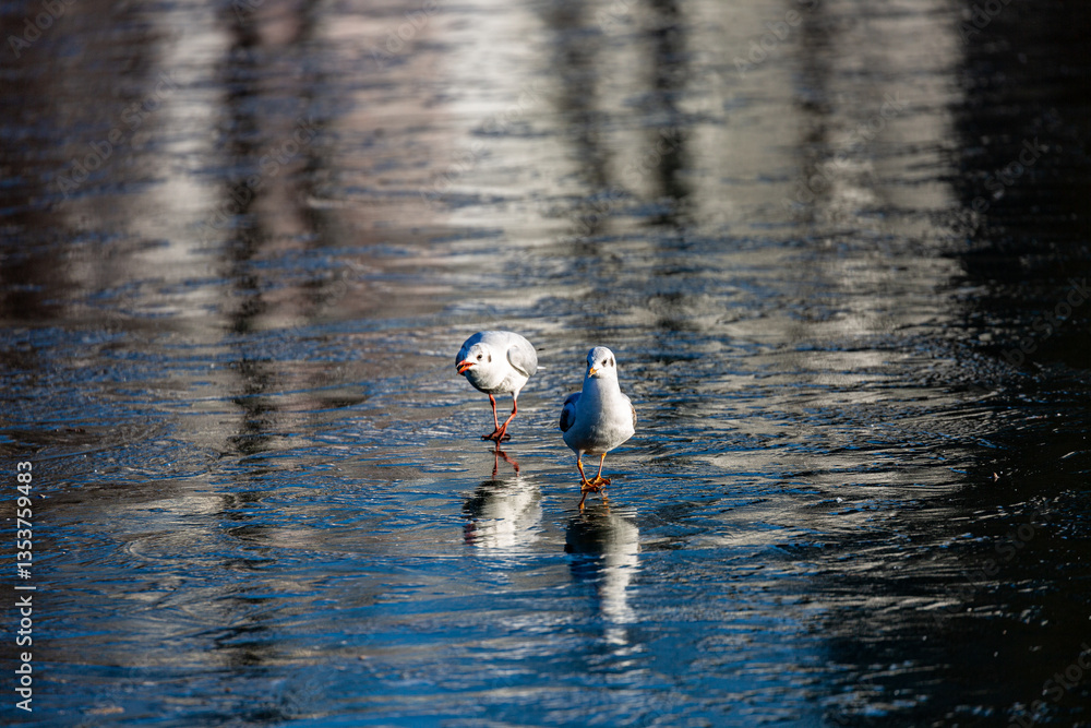 Seagull walks on a frozen lake