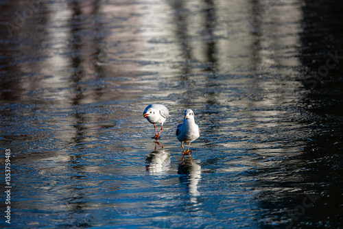 Obraz na płótnie Seagull walks on a frozen lake w salonie