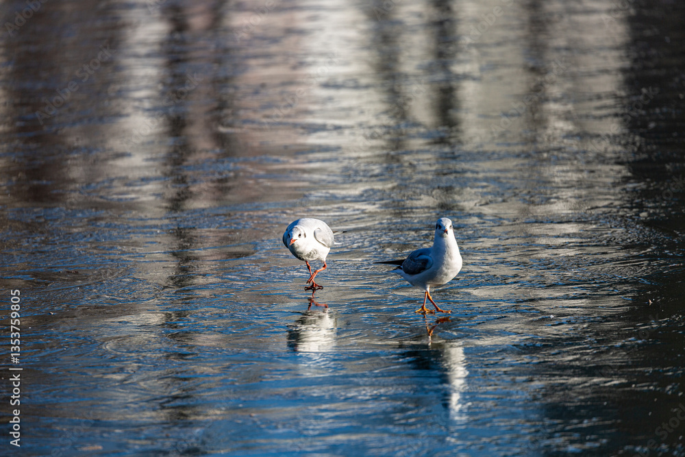 Seagull walks on a frozen lake