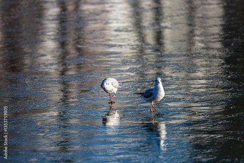 Obraz na płótnie Seagull walks on a frozen lake w salonie
