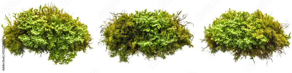 Fototapeta premium Irish moss isolated on transparent background,