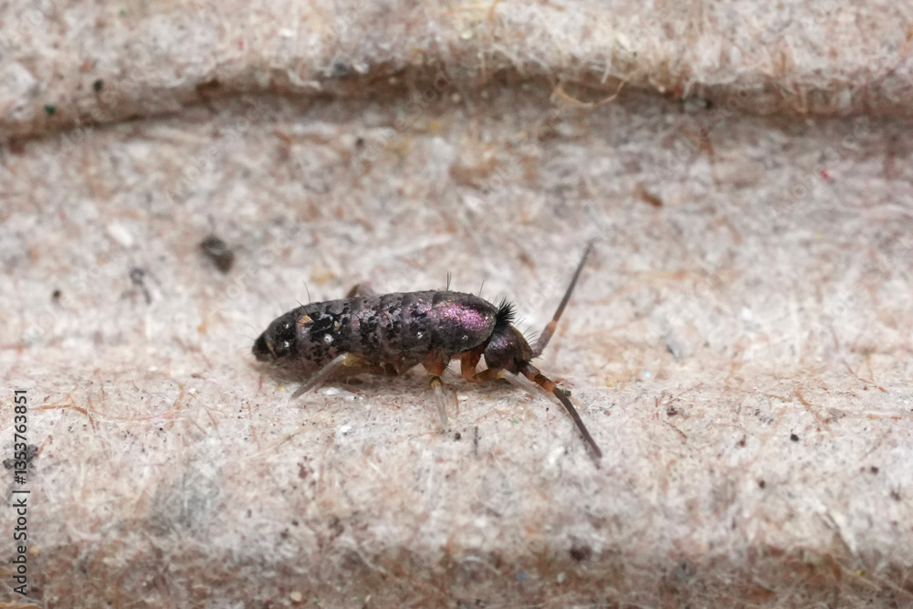 Extreme coseup on the Tomocerus vulgaris springtail Extreme coseup on the Tomocerus vulgaris springtail