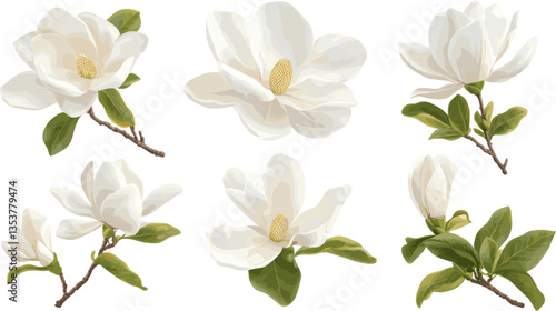 Set of white magnolia flowers in different poses with stems and leaves isolated on white background