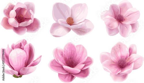 Set of pink magnolia flowers in different poses, vector illustration