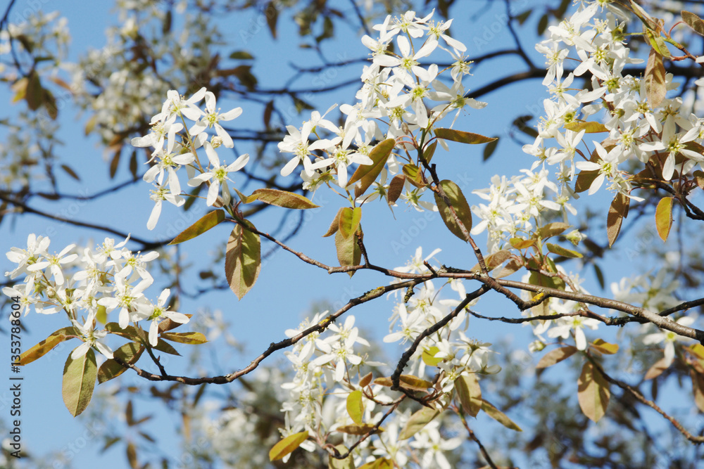 Fototapeta premium Felsenbirne, Amelanchier lamarckii, A.canadensis
