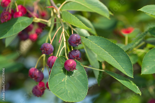 Felsenbirne, Gewöhnliche Felsenbirne,  Amelanchier ovalis