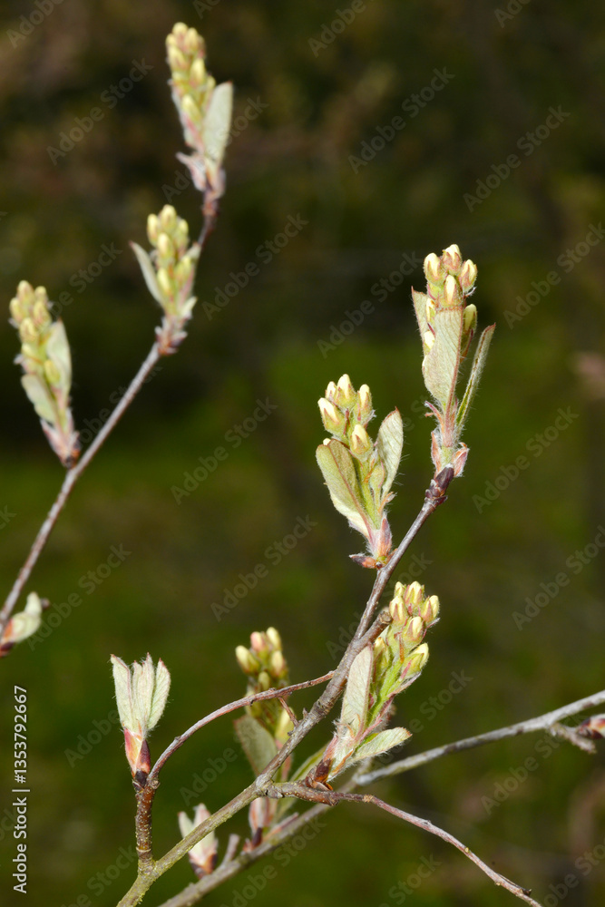 Felsenbirne, Gewöhnliche Felsenbirne, Amelanchier ovalis Felsenbirne, Gewöhnliche Felsenbirne, Amelanchier ovalis