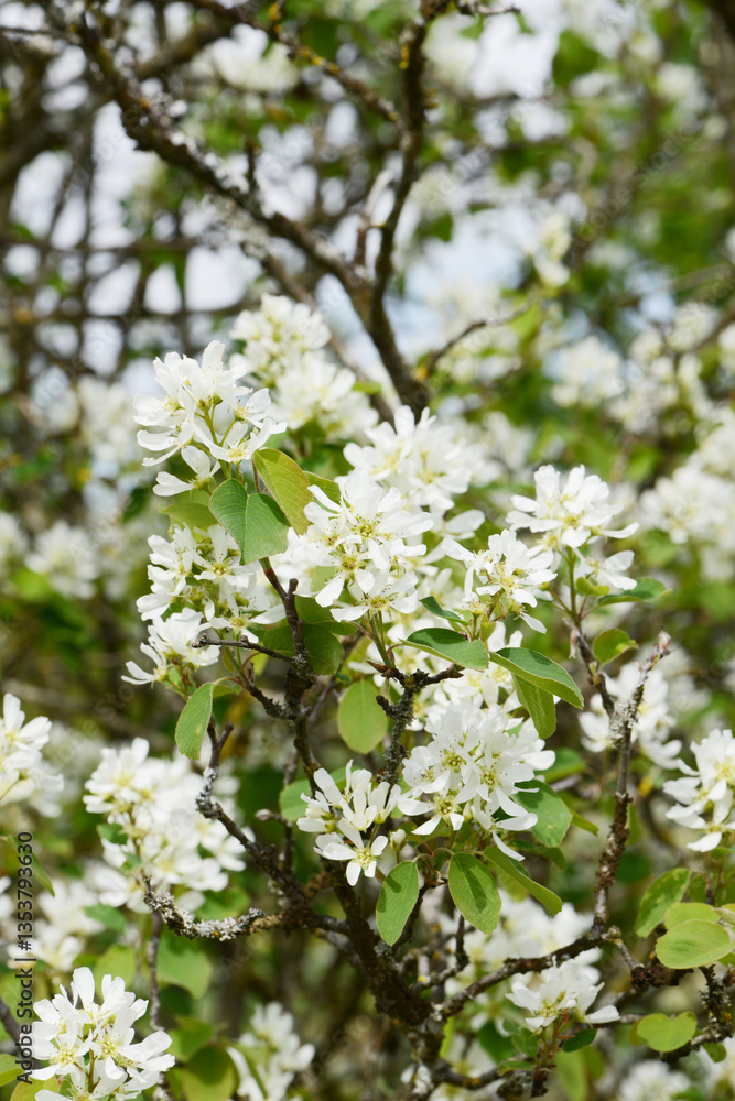 Felsenbirne, Ähren-Felsenbirne, Amelanchier spicata, Pumilla Felsenbirne, Ähren-Felsenbirne, Amelanchier spicata, Pumilla