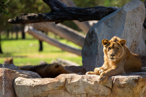 Lion on a rock