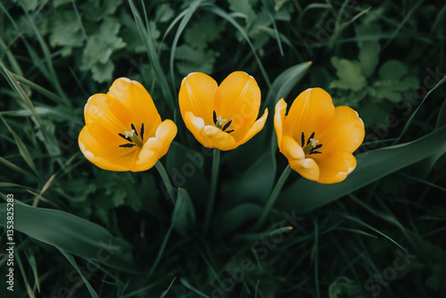 There are three yellow flowers that are in the grass