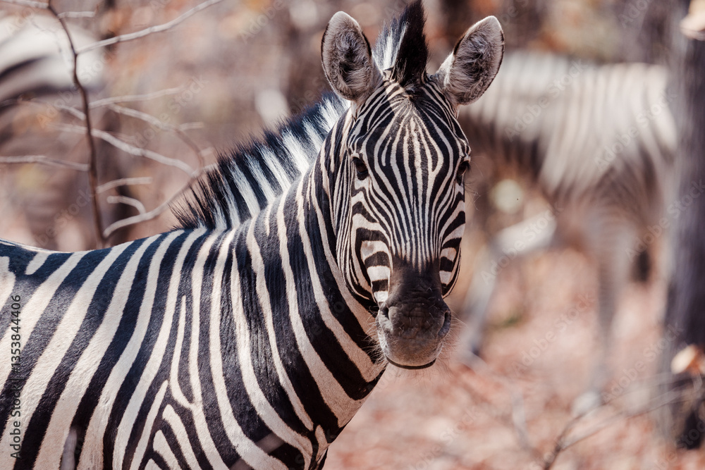 Zebra Zebra