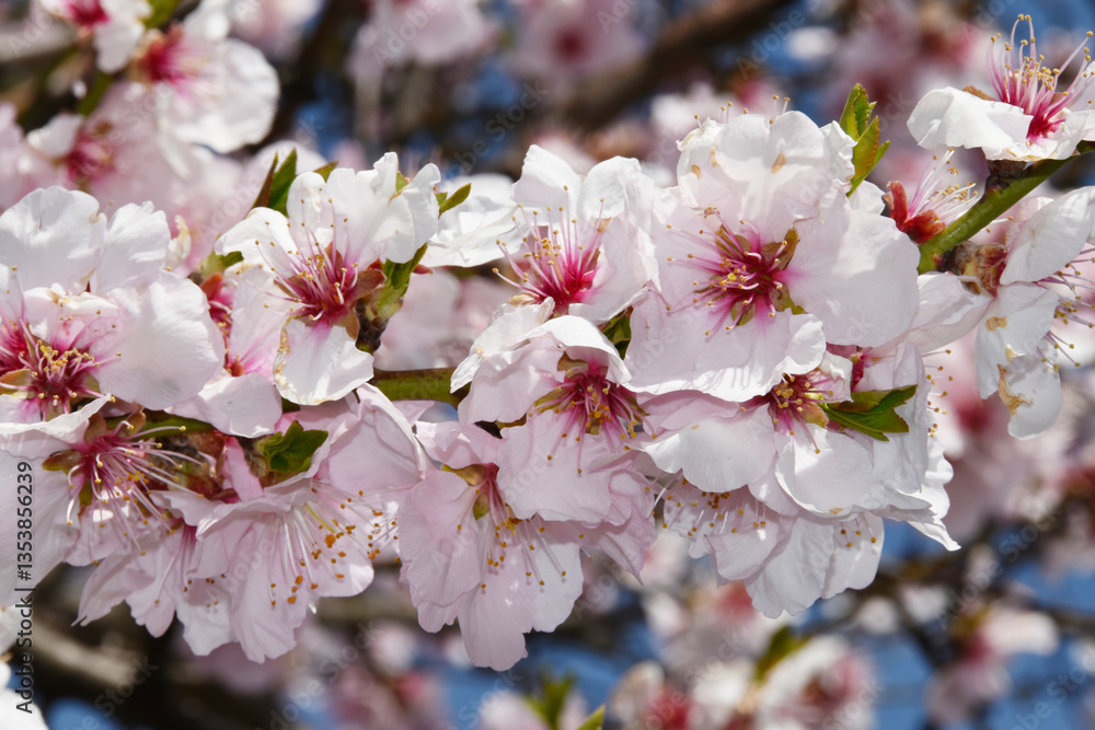 Obraz premium Mandelbaum, Mandelblüte, Pfalz