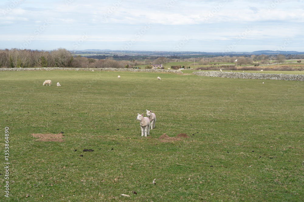 Fototapeta premium Cute spring lambs in a green grass field under a blue sky with cloud.
