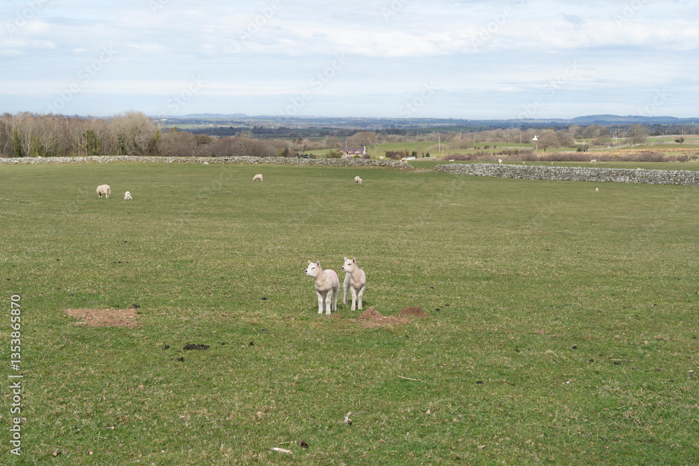 Fototapeta premium Cute spring lambs in a green grass field under a blue sky with cloud.