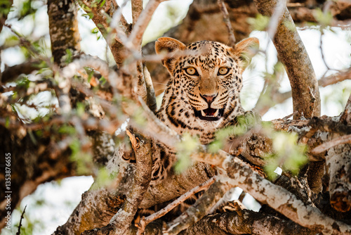 Leopard im Baum