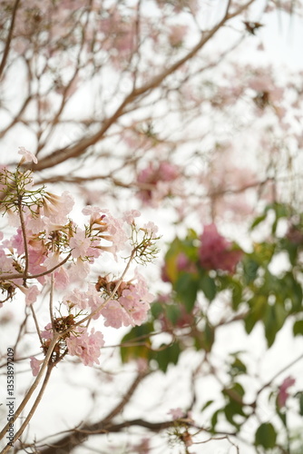 Closed up fluffy flower, pink cherry blossom with blurred background.