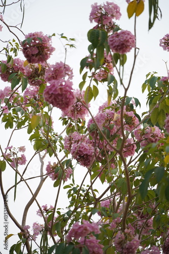 Closed up fluffy flower, pink cherry blossom with blurred background.