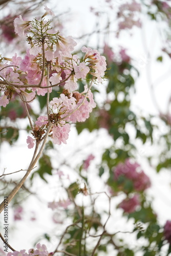 Closed up fluffy flower, pink cherry blossom with blurred background.