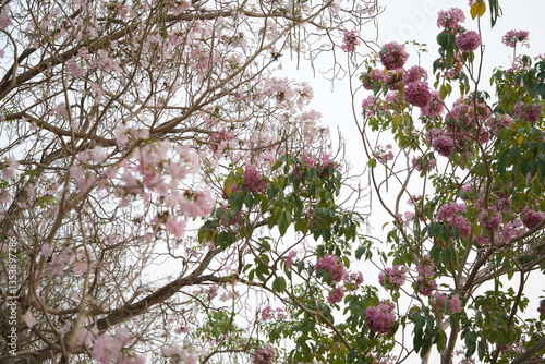 Closed up fluffy flower, pink cherry blossom with blurred background.