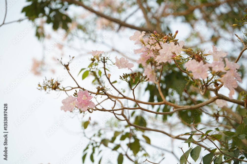 Closed up Thai pink cherry blossom with blurred background. Closed up Thai pink cherry blossom with blurred background.