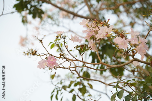 Closed up Thai pink cherry blossom with blurred background.