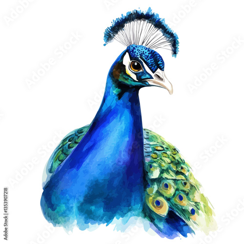 watercolor of Peacock, isolated on a white background.