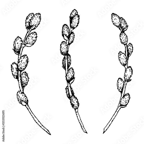 Black and white ink drawing of three pussy willow branches. Hand-drawn spring botanical illustration for seasonal cards, invitations, packaging, nature-themed designs, religious celebration materials.