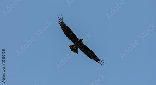 Eagle Soaring Against Clear Blue Sky During the Day Perfect Wildlife