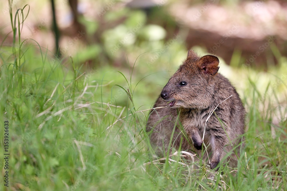 Obraz premium 草むらで雑草を食べるクアッカワラビー