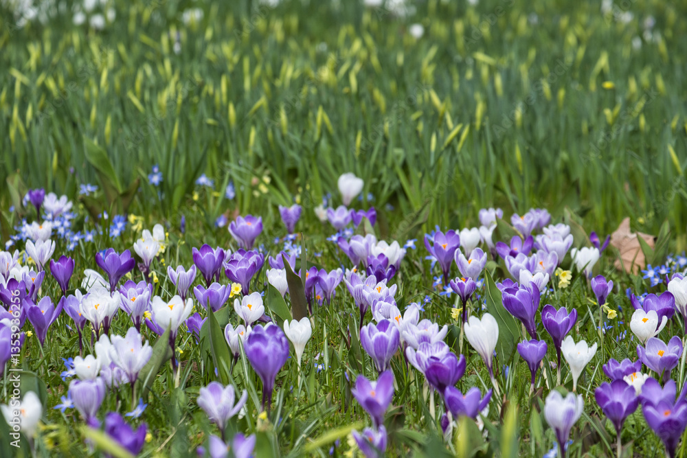 Krokusse in der Wiese mit Narzissen kurz vor der Blüte Krokusse in der Wiese mit Narzissen kurz vor der Blüte
