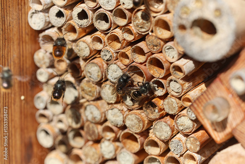 Wild bees Osmia Cornuta Mason Bees are flying in front of a diy made insect hotel of wood.