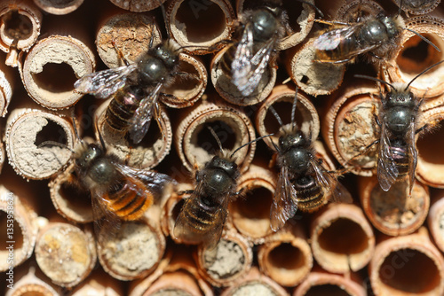 Wild bees Osmia Cornuta Mason Bees are flying in front of a diy made insect hotel of wood.