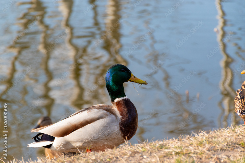 Mallard duck Mallard duck
