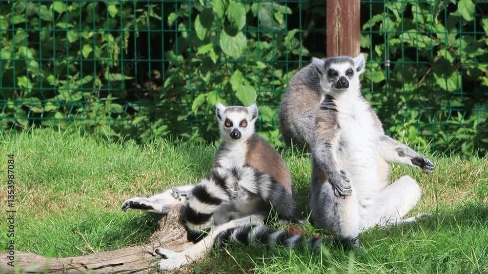 ring tailed lemur catta on meadow
ring tailed lemur catta on meadow