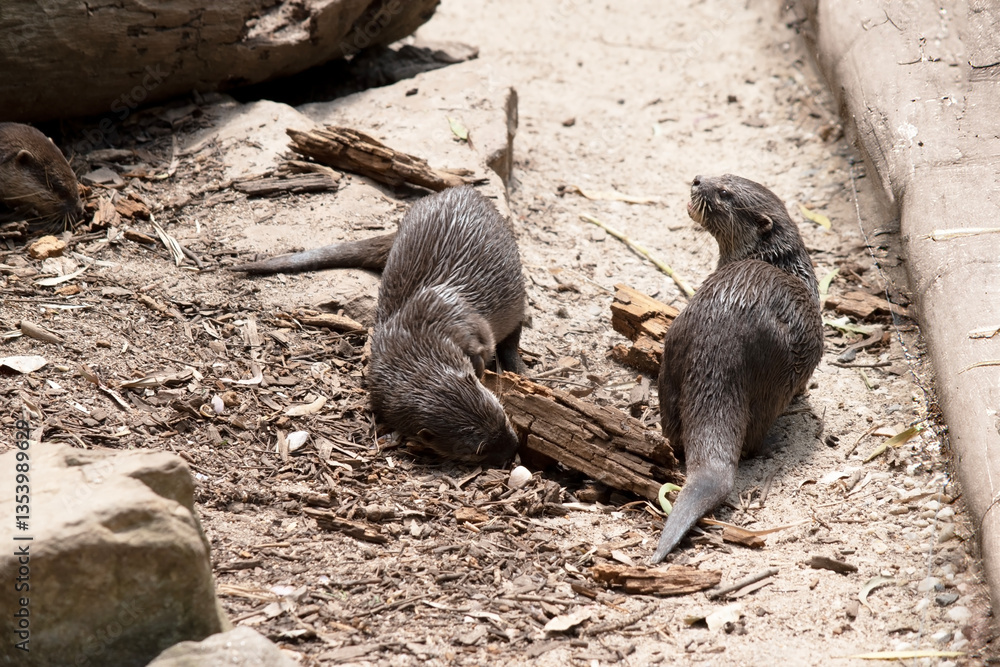 Fototapeta premium the two Asian small clawed otters are searching for food