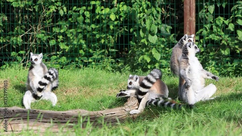 ring tailed lemur catta on meadow
