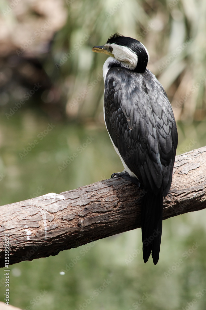 the pied cormorant is perched on a branch the pied cormorant is perched on a branch