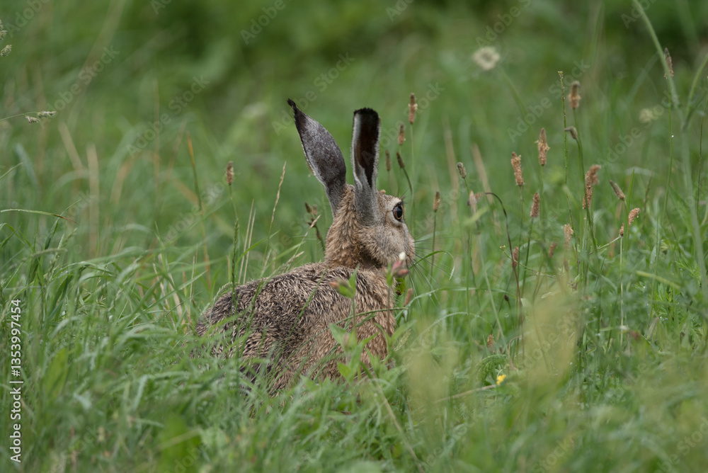 Obraz premium HARE - Cute mammal in the meadow