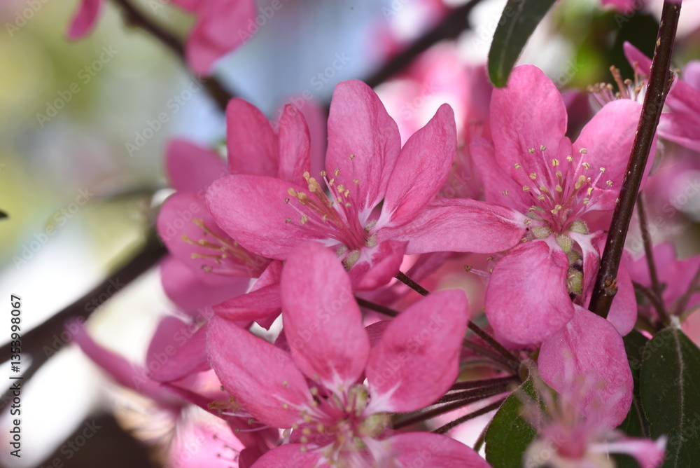 Obraz premium pink magnolia flower