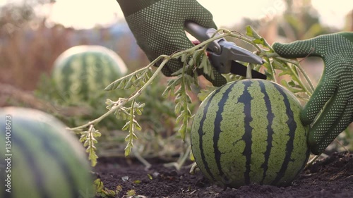 Harvesting watermelons. Сlose-up. Spherical striped watermelons grow in open ground. Men's hands cut a watermelon from its stem and pick it up.