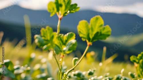 Wallpaper Mural Vibrant Clover Scene with Magical Glow - Close-up view of vibrant green clovers with soft bokeh in the background Torontodigital.ca